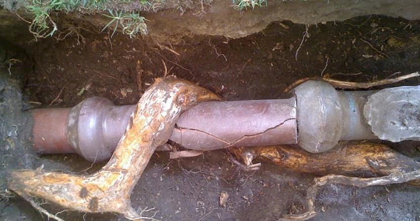 Het gebruik van een toiletvijzel die is uitgeschoven tot de zes voet-markering kan vaak boomwortels