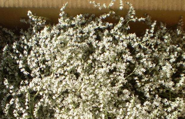 Statice-planten geven de voorkeur aan dezelfde groeiomstandigheden als bolamarant