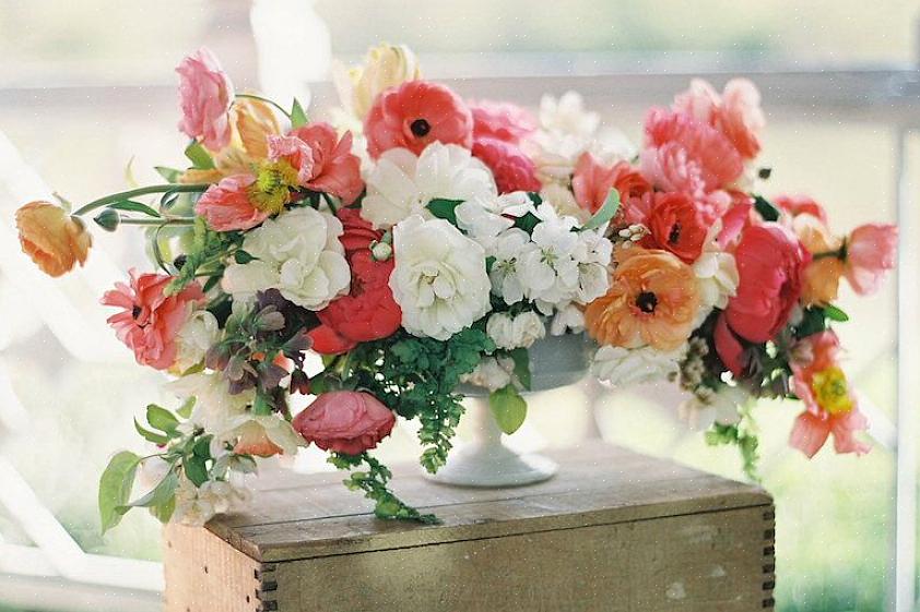 Maar hoe zit het met de donzige oranje bloemen van Carthamus tinctorius 'Zanzibar?'