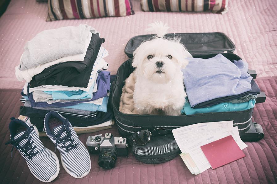 Er zijn zeker voordelen aan het meenemen van uw gezinshond of uw lieve kat op vakantie