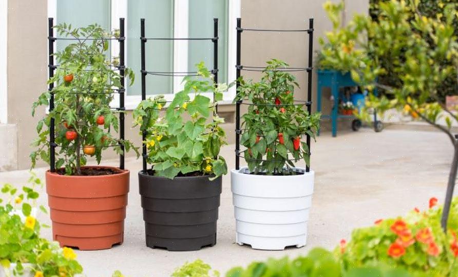Als je een klein zonnig plekje in je tuin of zelfs op je terras hebt