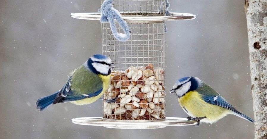 Er zijn veel voordelen van het voeren van vogels waar vogelaars in de achtertuin van kunnen genieten