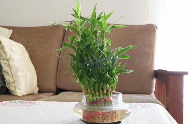 De geluksbamboe-plant (zoals alle planten) drukt het feng shui-houtelement uit