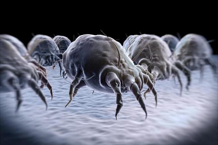 Stukjes dode huisstofmijt allergieën het meest verergeren