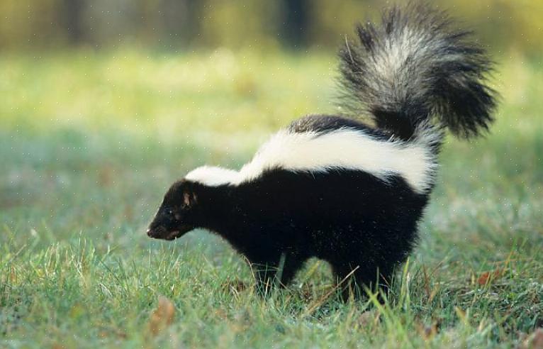 Gelige vloeistof die wordt bewaard in zakken aan weerszijden van de anus van de skunk