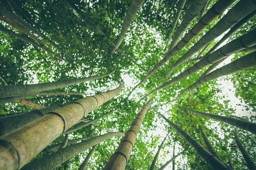 Bamboeplanten hebben bijzonder lange wortels die diep in de grond reiken waar ze groeien