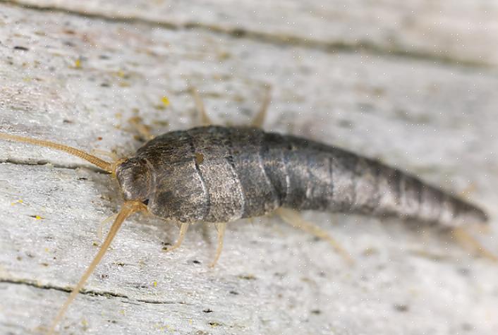 De webbing-kleermot (hier afgebeeld) is een kleine nachtvlinder met een spanwijdte van ongeveer 1,30 cm