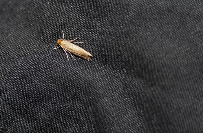 Moeten alle opslagruimtes voor kleding volledig worden geleegd om een goede reiniging te garanderen