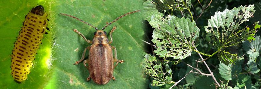De geïmporteerde Viburnum Leaf Beetle (VLB)
