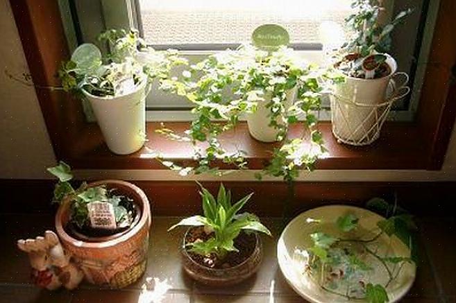 Onze feng shui-experts hebben ontdekt dat planten goede feng shui zijn voor de slaapkamer