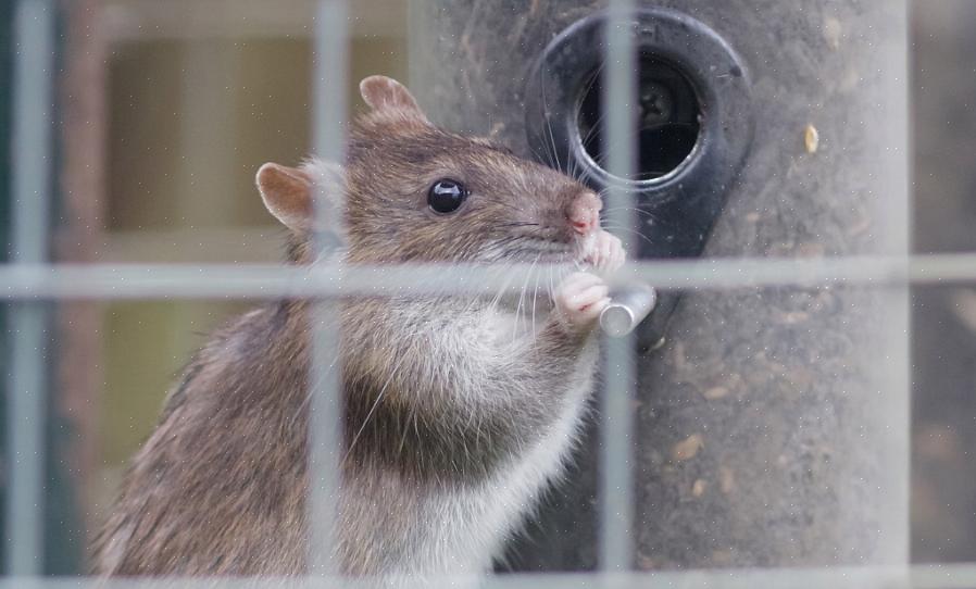 Leptospirose wordt veroorzaakt door een geslacht van bacteriën (Leptospira spp.) Dat door knaagdieren