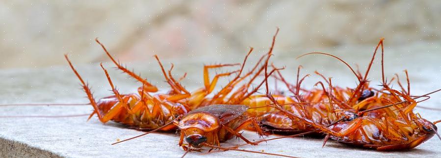 De professionele ongediertebestrijders (PCO's) van tegenwoordig gebruiken vaak insecticiden met gelaas