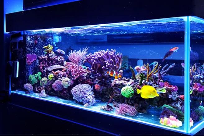 Het feng shui-waterelement kan op verschillende manieren worden uitgedrukt