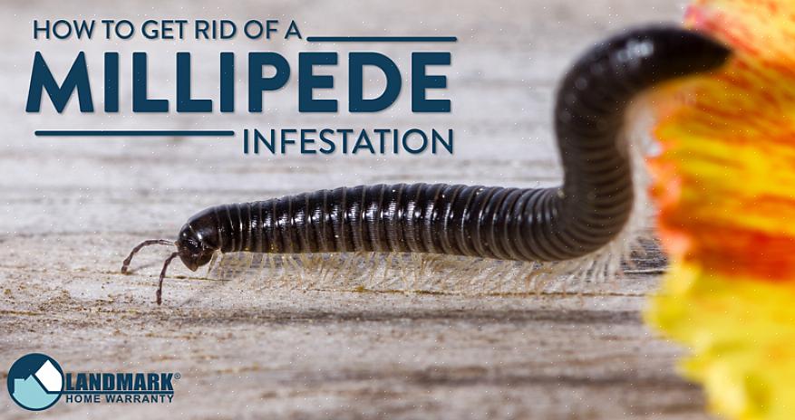 Miljoenpoten leven voornamelijk van organische materialen zoals bladeren
