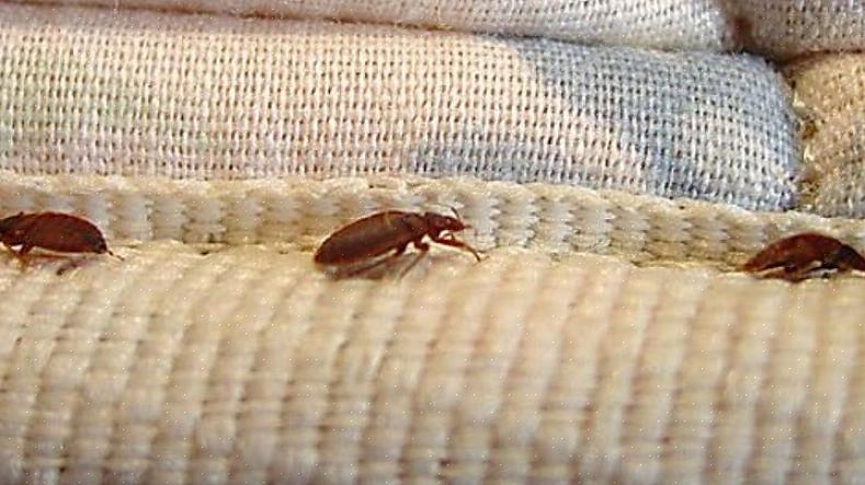 Bed Bug Graphics biedt een reeks stapsgewijze factsheets van Matthew Frye met illustratie