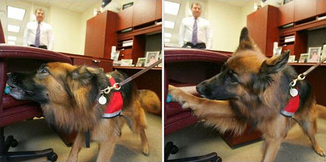De "huiseigenaar" (een acteur) vroeg 11 ongediertebestrijders met bedwantssnuivende honden om haar huis