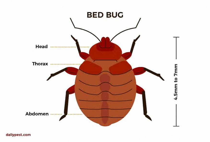 Wat moet u doen als er bedwantsen in uw huis zijn