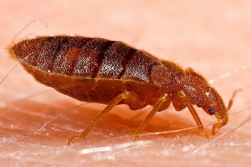 76% van de ongediertebestrijders beschouwt bedwantsen als de moeilijkste plaag om te bestrijden