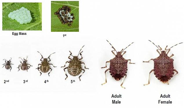 Trekken dode stinkende insecten geen andere stinkende insecten aan