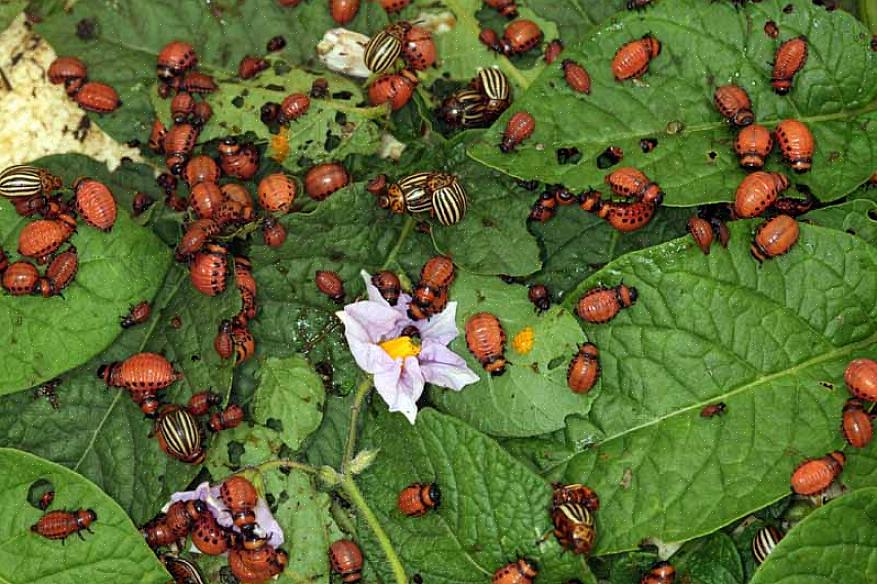 De coloradokever (Leptinotarsa decemlineata) is verreweg de grootste plaag voor zowel achtertuin