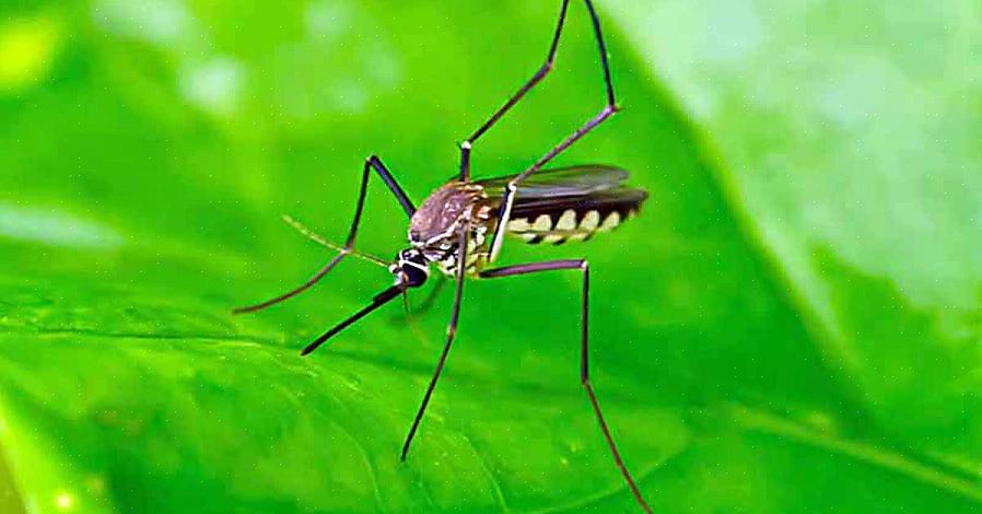 Meest effectieve actieve ingrediënt dat wordt gebruikt in insectenwerende middelen