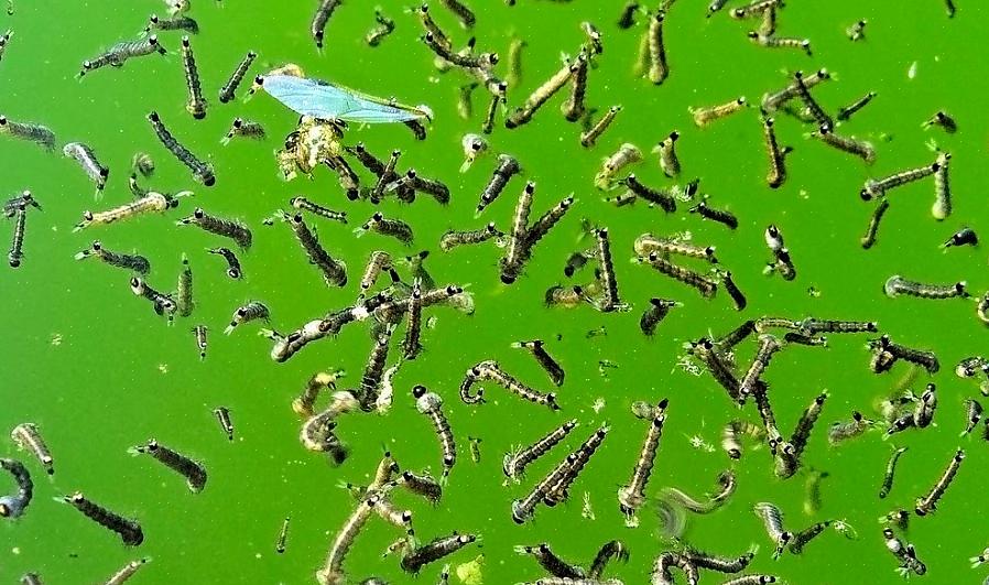 U moet de producten opnieuw aanbrengen volgens de instructies op het etiket van het product