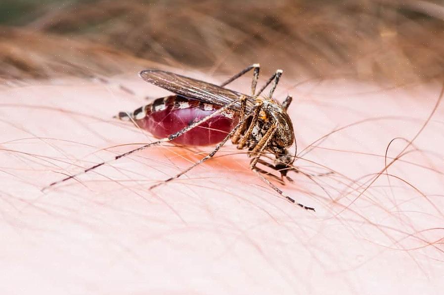 Maar wat het meest aantrekkelijk is gebleken voor muggen