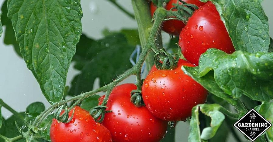 Kleine gevleugelde insecten van ongeveer een zestiende inch