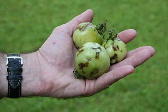 Hoe het Tomato Spotted Wilt-virus te identificeren