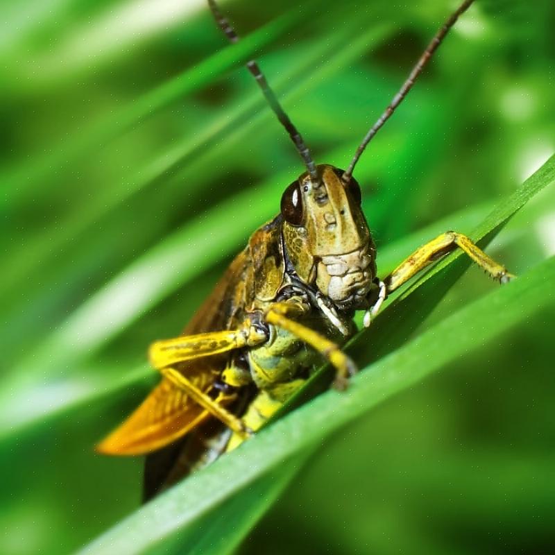 Het toevoegen van canola-olie aan een insecticidespray kan de controle verbeteren door de behandelde planten