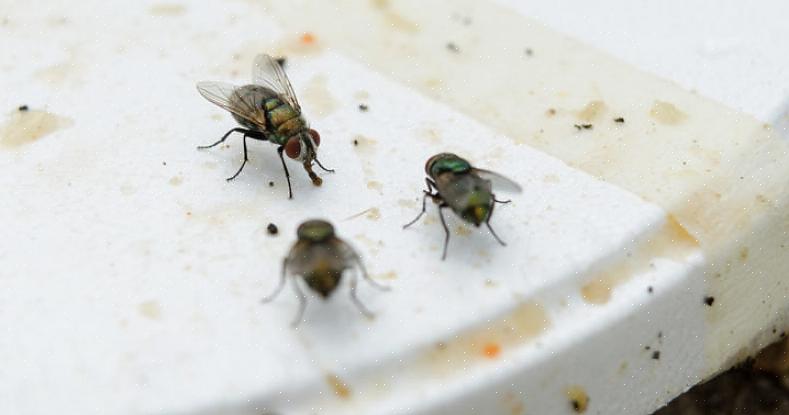 Vangen en zappen van vliegende insecten