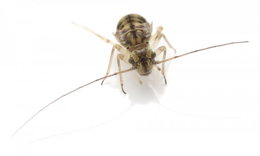 Bovendien is "booklice" eigenlijk een ongepaste naam voor deze bugs
