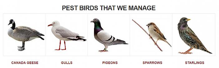 Gebieden waar de plaagvogels zich kunnen voeden