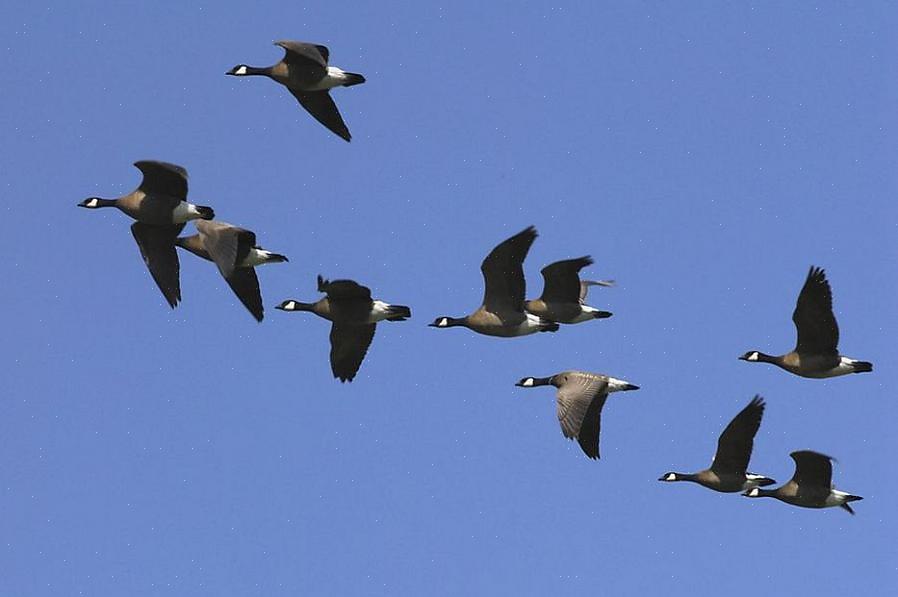Kunnen uitwerpselen van vogels uitglijden