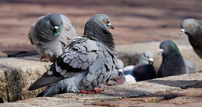 Schade en ziekte van ongedierte vogels