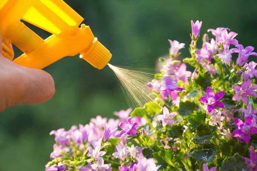 En aangezien tuinbouwolie effectief is tegen bladluizen