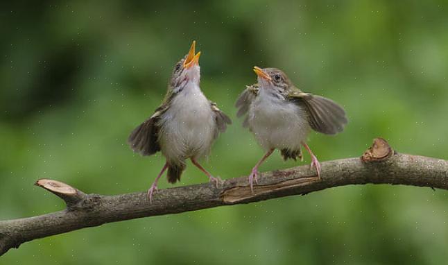 En zingen op dit moment geeft vogels verschillende voordelen
