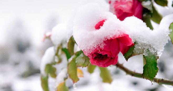 Uw standaard boodschappentas past over kleinere planten