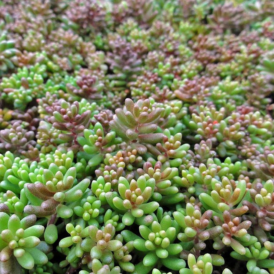 Sedum is in de meeste gebieden gemakkelijk te kweken