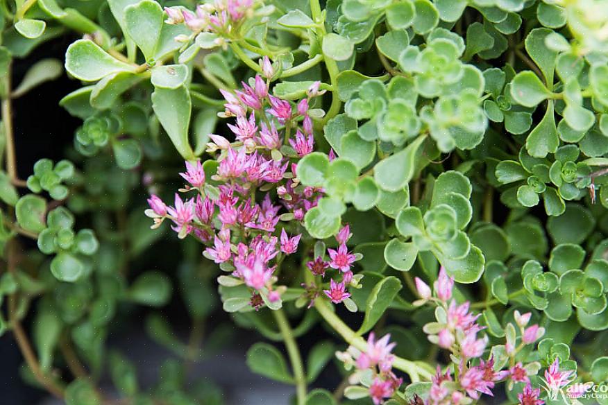 Sedum tetractinum 'Coral reef' is een van de weinige sedums met een warme gelige kleur