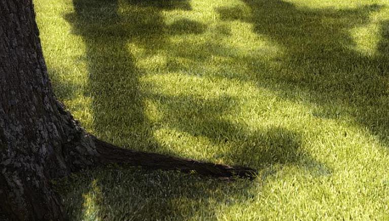 Kruipend rood zwenkgras (Festuca Rubra)