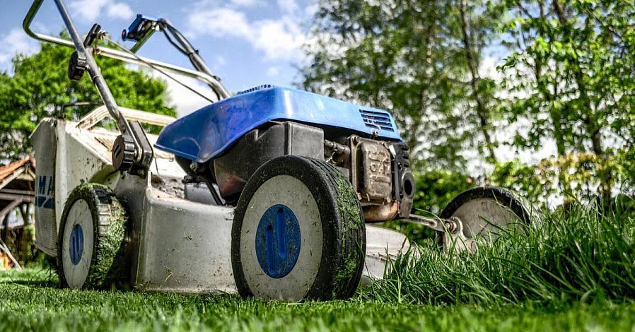 Een langer gazon betekent dat de individuele grassprieten (de bladeren) meer oppervlakte
