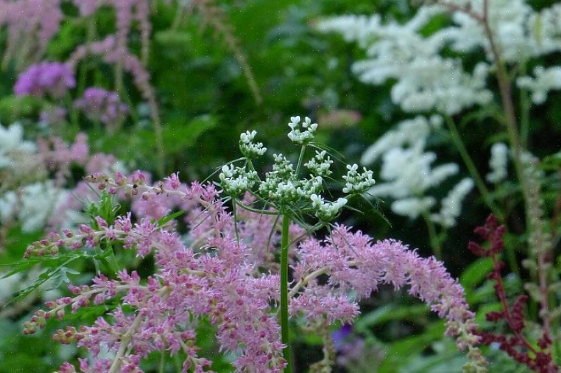 Andere hoge vaste planten die als vervangers zouden kunnen dienen