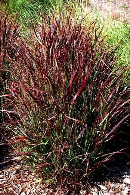 Maidengras (Miscanthus sinensis 'Gracillimus') torent hoog boven de kortere hertenvaste grassen