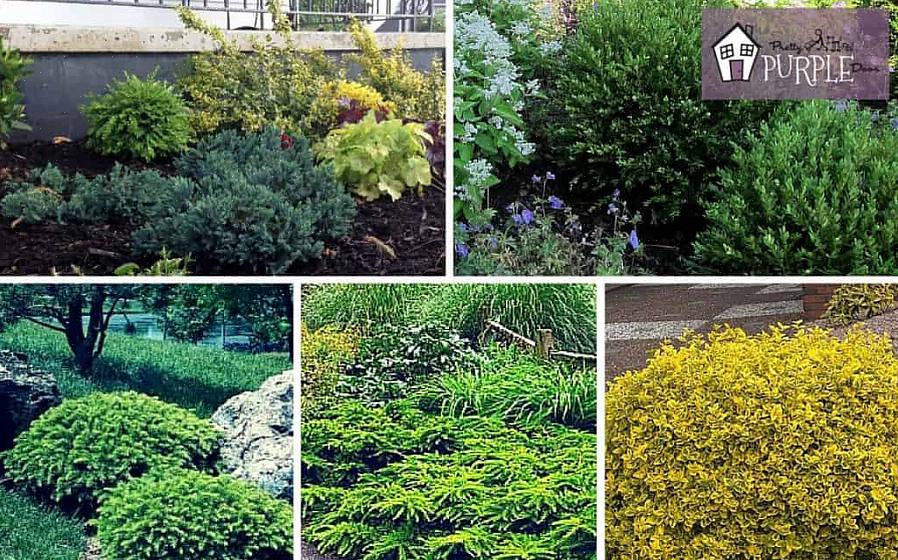 Moet u een plant kiezen uit de categorie bladverliezend of breedbladig blad