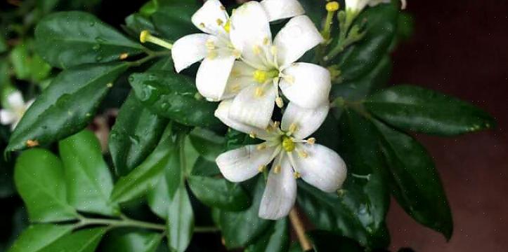 Is een aangename tropische plant met een zoete geur