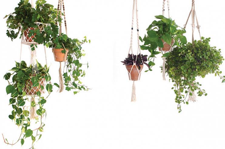 Zweedse klimop (Plectranthus.australis) is een eenvoudige kamerplant die binnen goed groeit