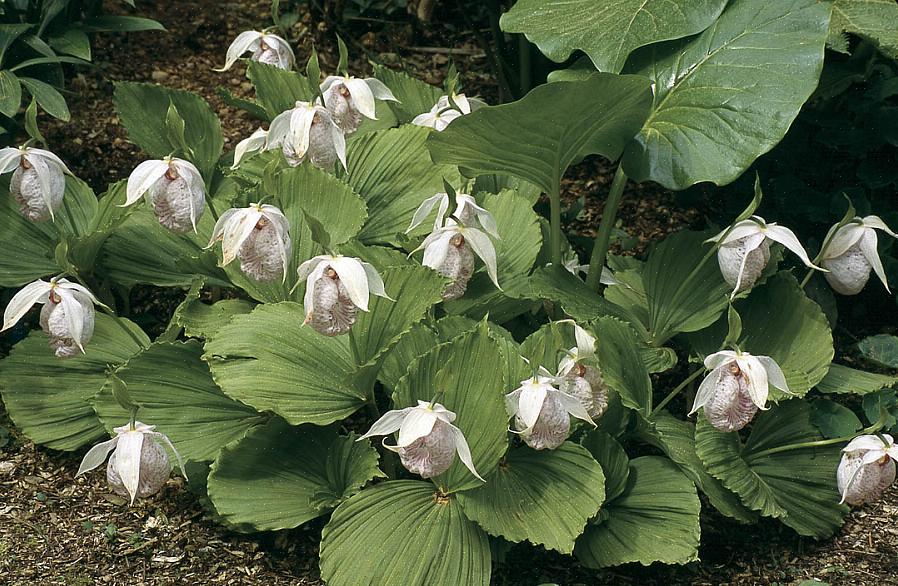 Groeien Calypso-planten onder andere structuren