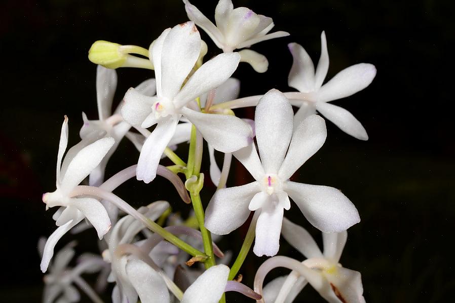 Zullen de duizelingwekkende bloemstructuren van Rhynchostylis-planten een geweldige aanvulling zijn op elke