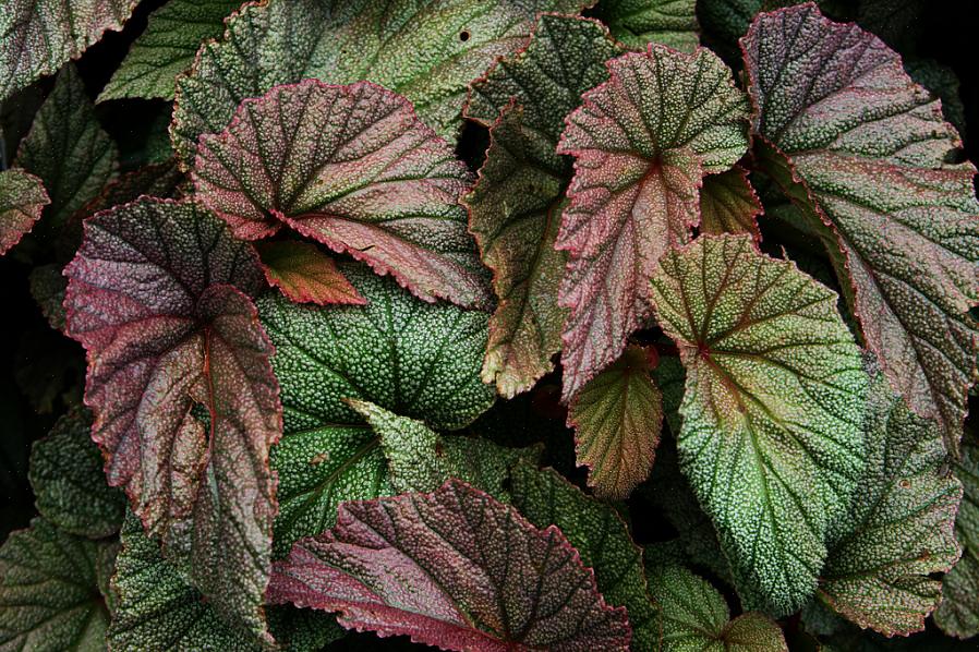 Descoleana) is een soortgelijke rietbegonia die gedijt op dezelfde behandeling als begonia's
